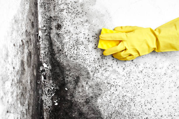 Best Airborne Mold Testing  in Ridgely, TN