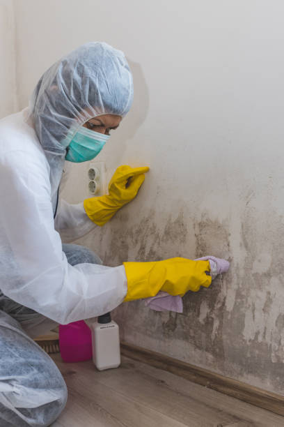 Professional Mold Removal in Ridgely, TN