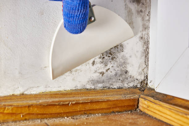 Environmental Consulting for Mold Prevention in Ridgely, TN